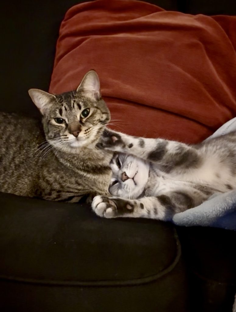 To Blog or Not to Blog